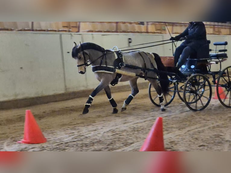 Sonstige Rassen Wallach 5 Jahre 144 cm Buckskin in Tingsryd