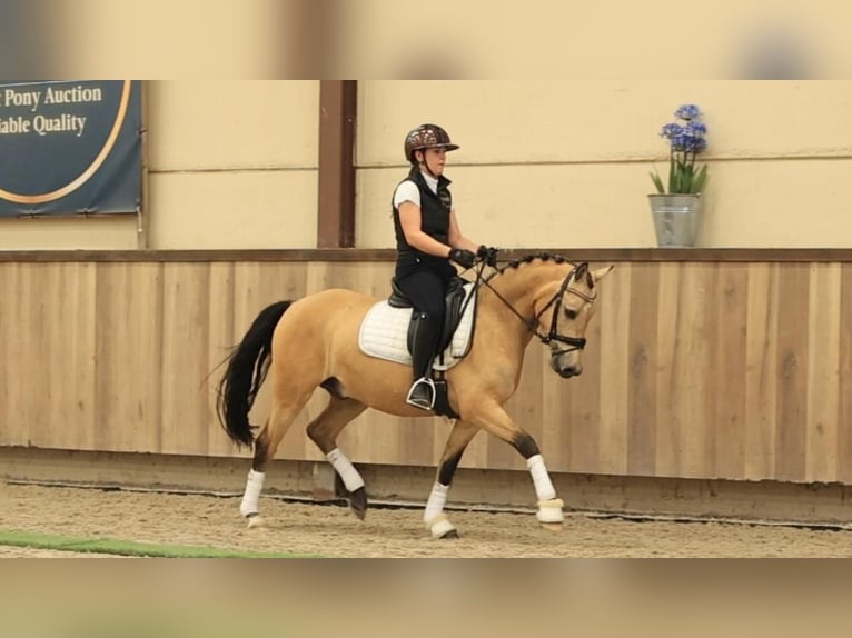 Sonstige Rassen Wallach 5 Jahre 145 cm Buckskin in Oost West en Middelbeers