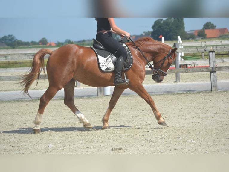 Sonstige Rassen Wallach 5 Jahre 147 cm Fuchs in Breda