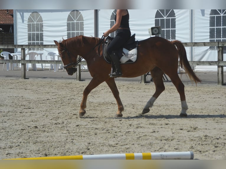 Sonstige Rassen Wallach 5 Jahre 147 cm Fuchs in Breda
