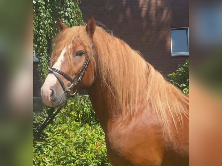 Sonstige Rassen Wallach 5 Jahre 147 cm Fuchs in Hopsten