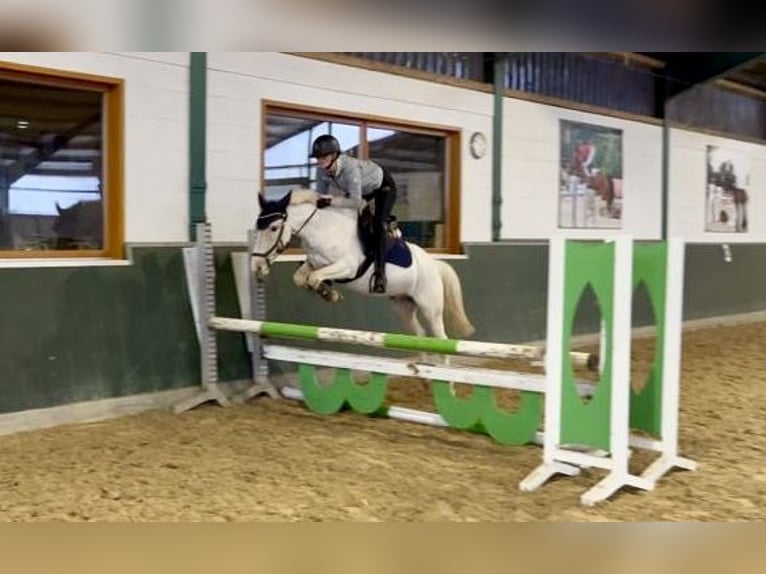 Sonstige Rassen Wallach 5 Jahre 147 cm Palomino in Bad Zwischenahn