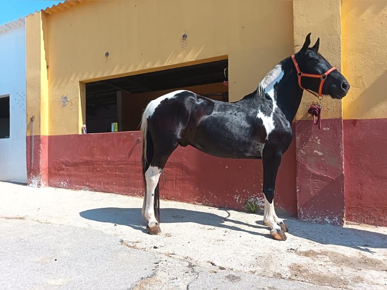 Sonstige Rassen Wallach 5 Jahre 148 cm Schecke in Terrassa