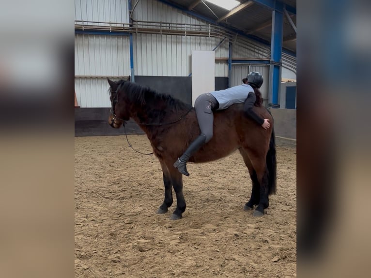 Sonstige Rassen Wallach 5 Jahre 150 cm Brauner in de Wijk