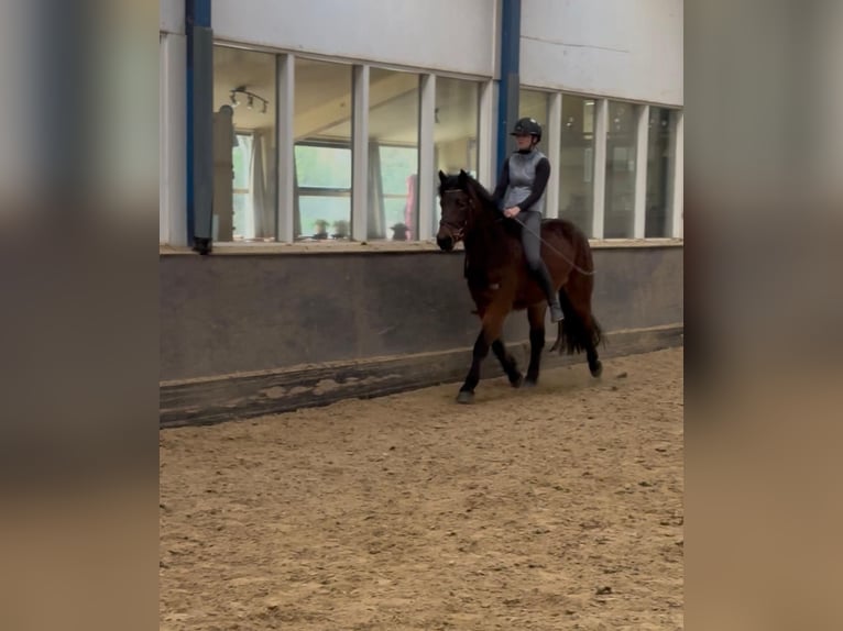 Sonstige Rassen Wallach 5 Jahre 150 cm Brauner in de Wijk