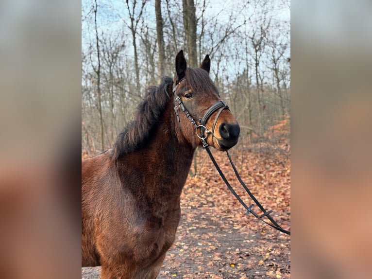 Sonstige Rassen Wallach 5 Jahre 150 cm Brauner in de Wijk
