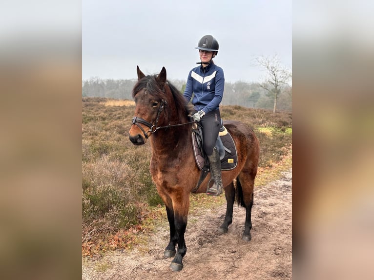 Sonstige Rassen Wallach 5 Jahre 150 cm Brauner in de Wijk