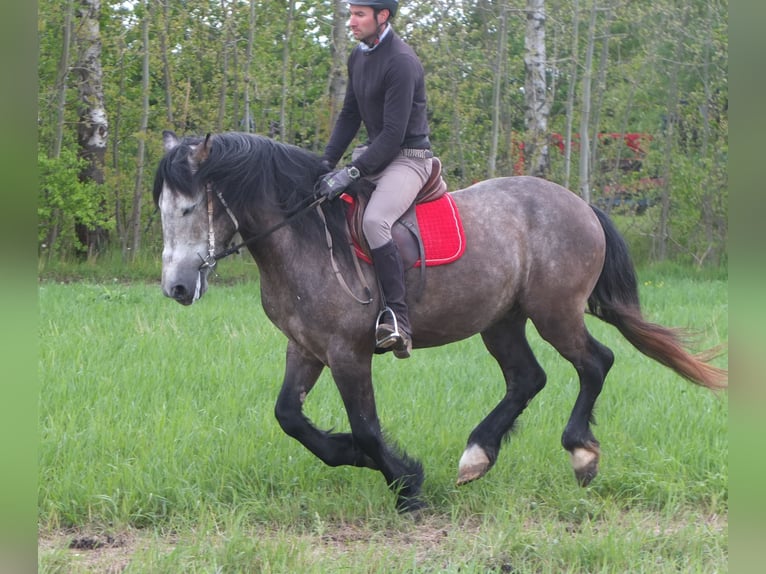 Sonstige Rassen Wallach 5 Jahre 153 cm Apfelschimmel in Buttstädt