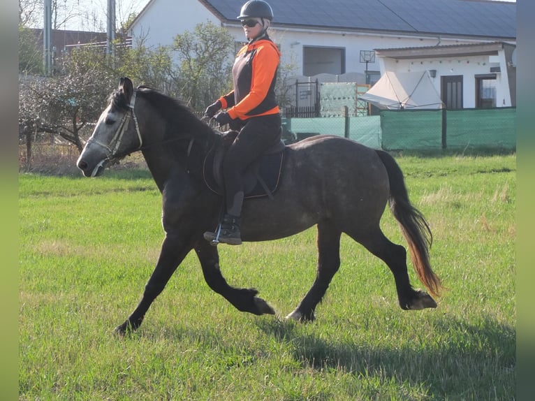 Sonstige Rassen Wallach 5 Jahre 153 cm Apfelschimmel in Buttstädt
