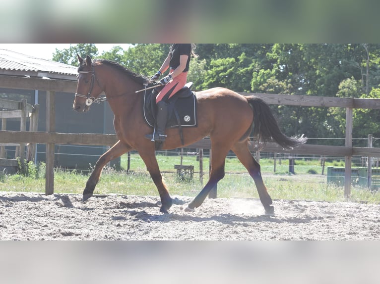 Sonstige Rassen Wallach 5 Jahre 155 cm Brauner in Achtmaal