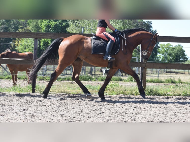 Sonstige Rassen Wallach 5 Jahre 155 cm Brauner in Achtmaal