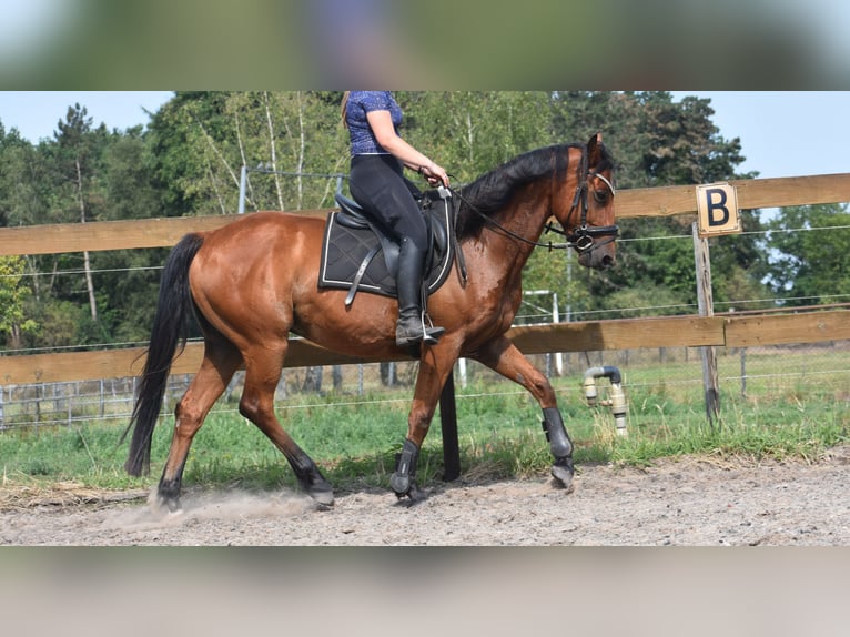 Sonstige Rassen Wallach 5 Jahre 155 cm Brauner in Achtmaal