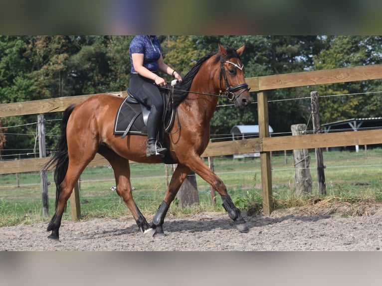 Sonstige Rassen Wallach 5 Jahre 155 cm Brauner in Achtmaal
