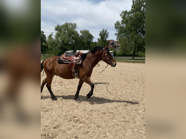 Sonstige Rassen Mix Wallach 5 Jahre 155 cm Brauner in Gem&#xFC;nden (Wohra)
