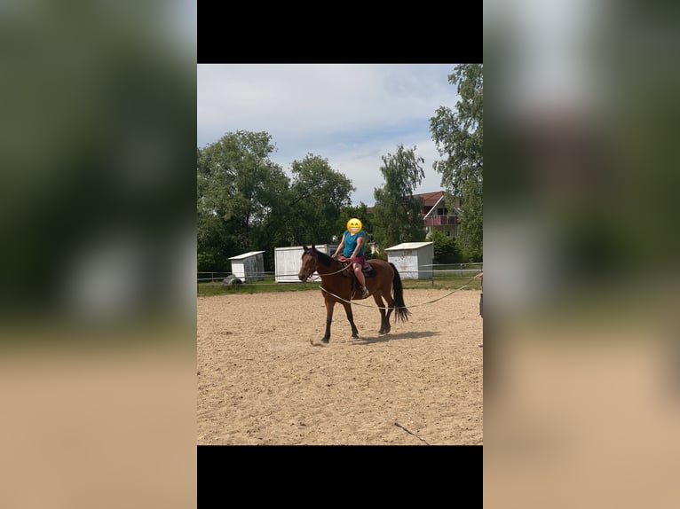 Sonstige Rassen Mix Wallach 5 Jahre 155 cm Brauner in Gem&#xFC;nden (Wohra)