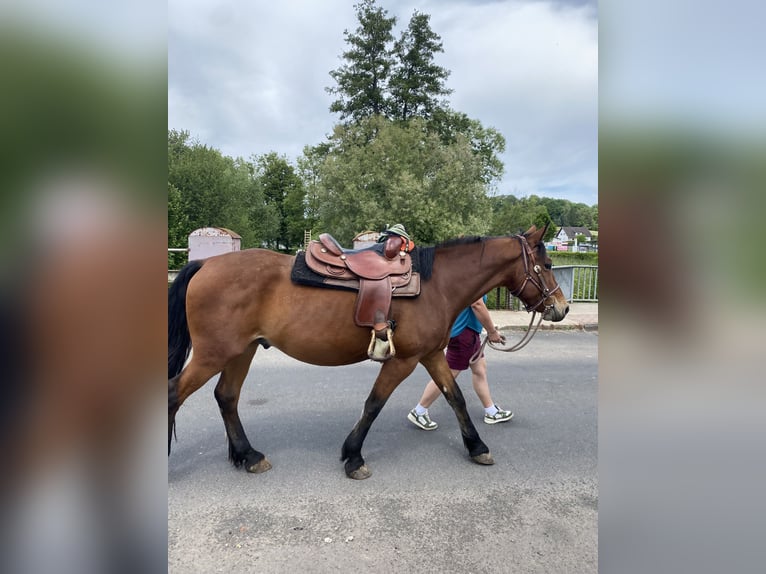 Sonstige Rassen Mix Wallach 5 Jahre 155 cm Brauner in Gem&#xFC;nden (Wohra)