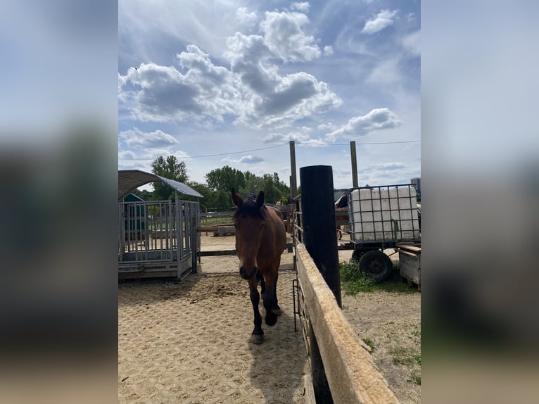 Sonstige Rassen Mix Wallach 5 Jahre 155 cm Brauner in Gem&#xFC;nden (Wohra)