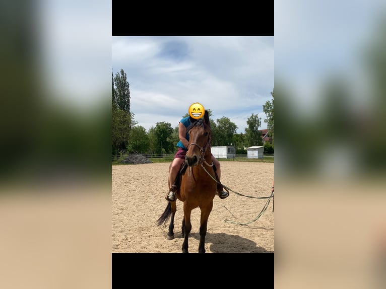 Sonstige Rassen Mix Wallach 5 Jahre 155 cm Brauner in Gem&#xFC;nden (Wohra)
