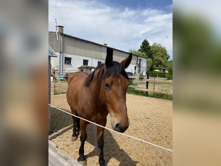 Sonstige Rassen Mix Wallach 5 Jahre 155 cm Brauner in Gem&#xFC;nden (Wohra)