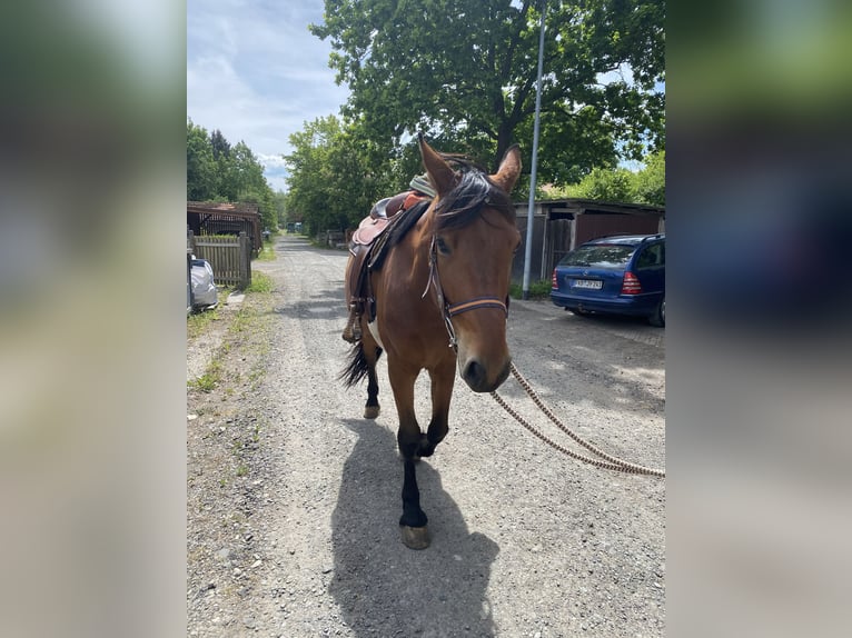 Sonstige Rassen Mix Wallach 5 Jahre 155 cm Brauner in Gem&#xFC;nden (Wohra)
