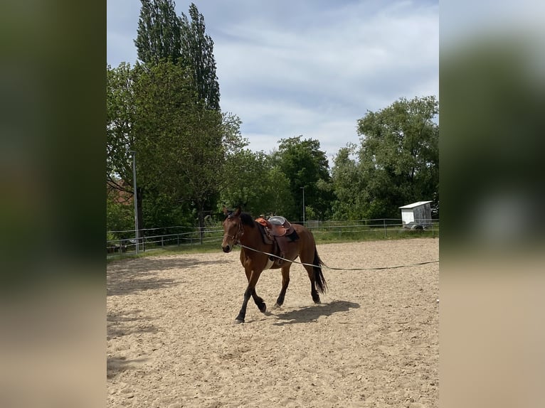 Sonstige Rassen Mix Wallach 5 Jahre 155 cm Brauner in Gem&#xFC;nden (Wohra)