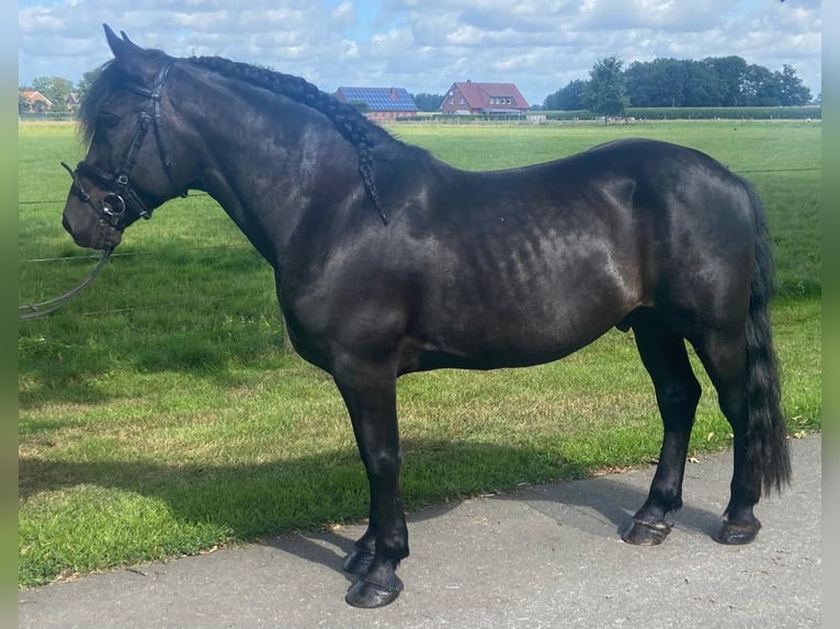 Sonstige Rassen Wallach 5 Jahre 155 cm Rappe in Hopsten