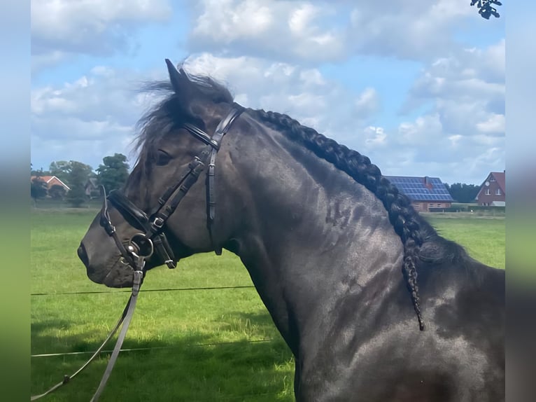 Sonstige Rassen Wallach 5 Jahre 155 cm Rappe in Hopsten