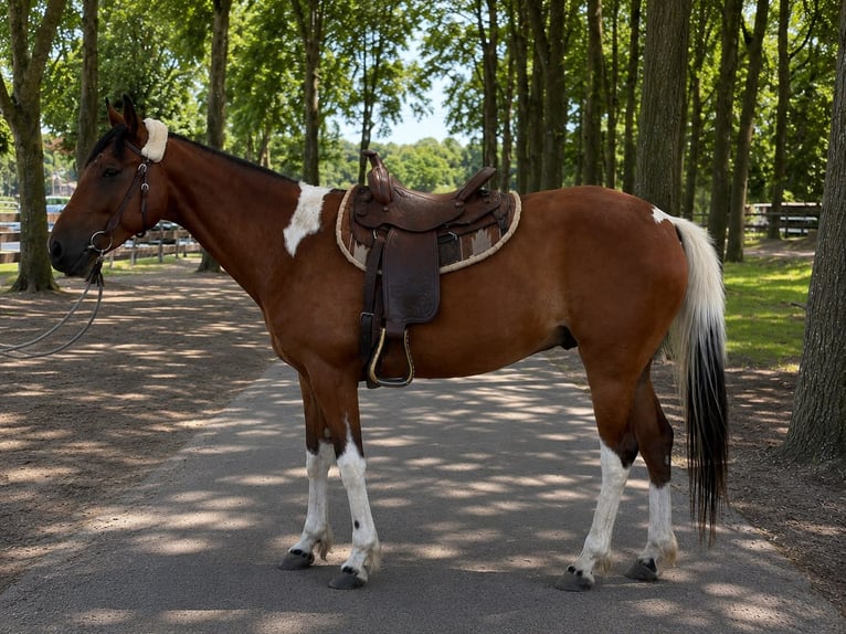 Sonstige Rassen Wallach 5 Jahre 155 cm Schecke in Lathen