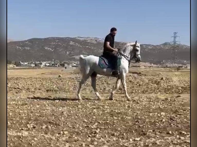 Sonstige Rassen Mix Wallach 5 Jahre 155 cm White in Dubai Sonstige Rassen Mix Wallach 5 Jahre 155 cm White in Dubai
