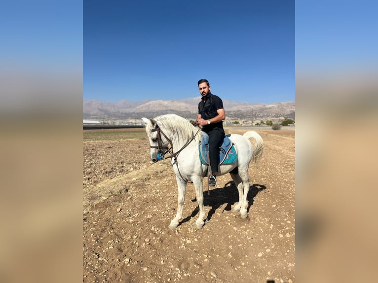 Sonstige Rassen Mix Wallach 5 Jahre 155 cm White in Dubai Sonstige Rassen Mix Wallach 5 Jahre 155 cm White in Dubai
