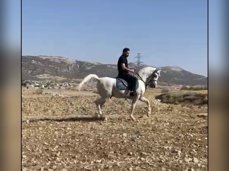 Sonstige Rassen Mix Wallach 5 Jahre 155 cm White in Dubai Sonstige Rassen Mix Wallach 5 Jahre 155 cm White in Dubai