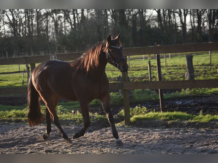 Sonstige Rassen Wallach 5 Jahre 156 cm Brauner in Achtmaal