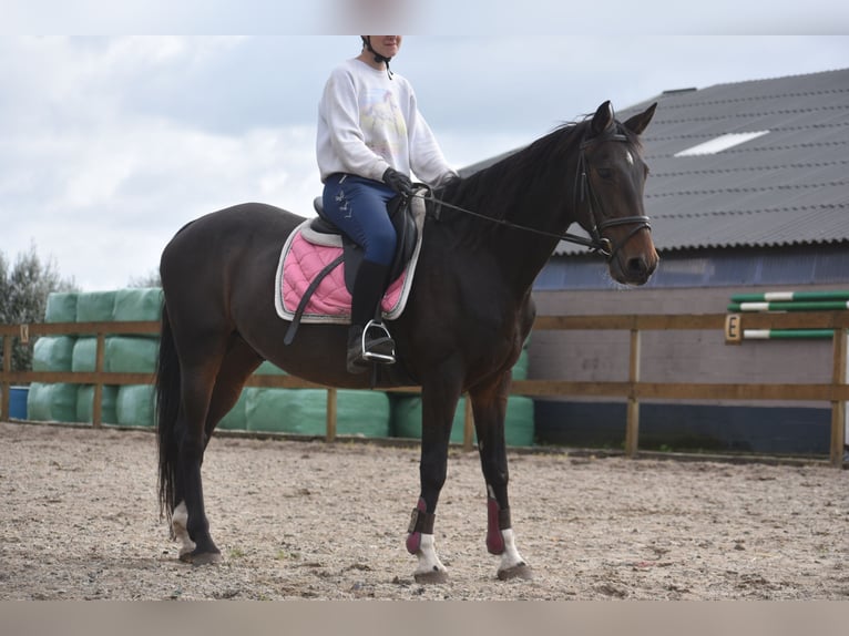Sonstige Rassen Wallach 5 Jahre 156 cm Dunkelbrauner in Achtmaal