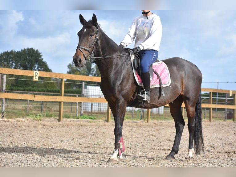 Sonstige Rassen Wallach 5 Jahre 156 cm Dunkelbrauner in Achtmaal