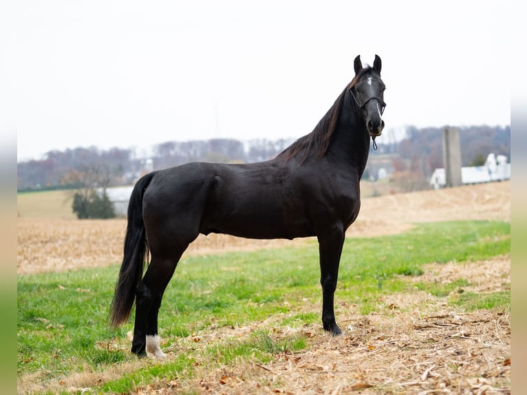 Sonstige Rassen Wallach 5 Jahre 157 cm Rappe in Kirkwood