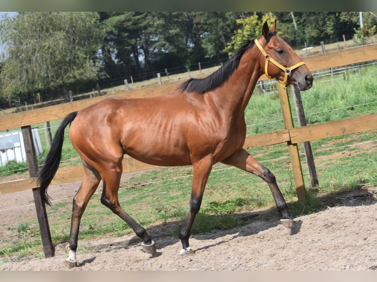 Sonstige Rassen Wallach 5 Jahre 158 cm Brauner in Achtmaal