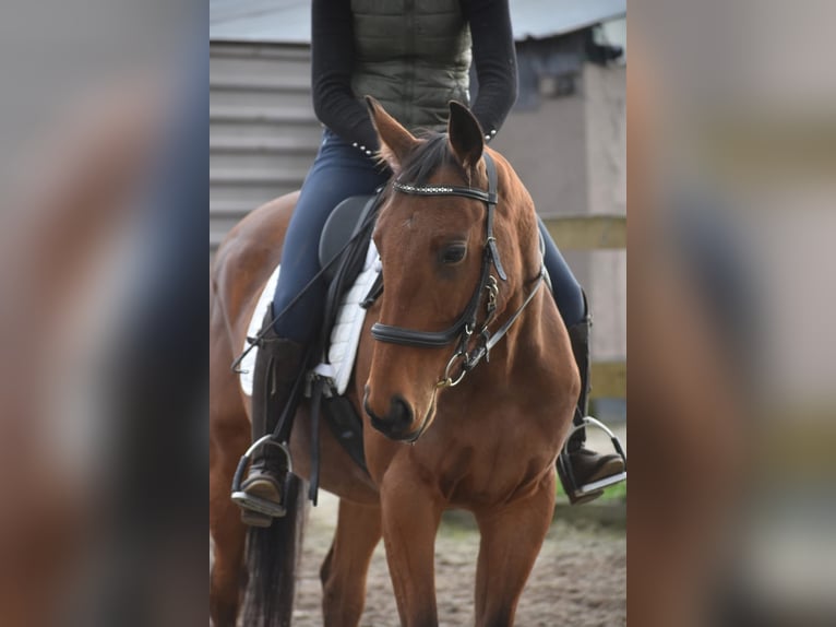 Sonstige Rassen Wallach 5 Jahre 158 cm Brauner in Achtmaal