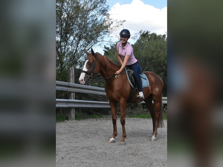 Sonstige Rassen Wallach 5 Jahre 158 cm Fuchs in Arnstorf