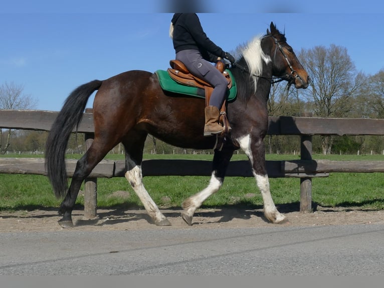 Sonstige Rassen Wallach 5 Jahre 158 cm Schecke in Lathen