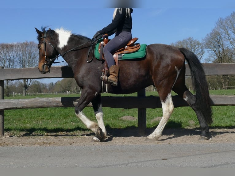 Sonstige Rassen Wallach 5 Jahre 158 cm Schecke in Lathen