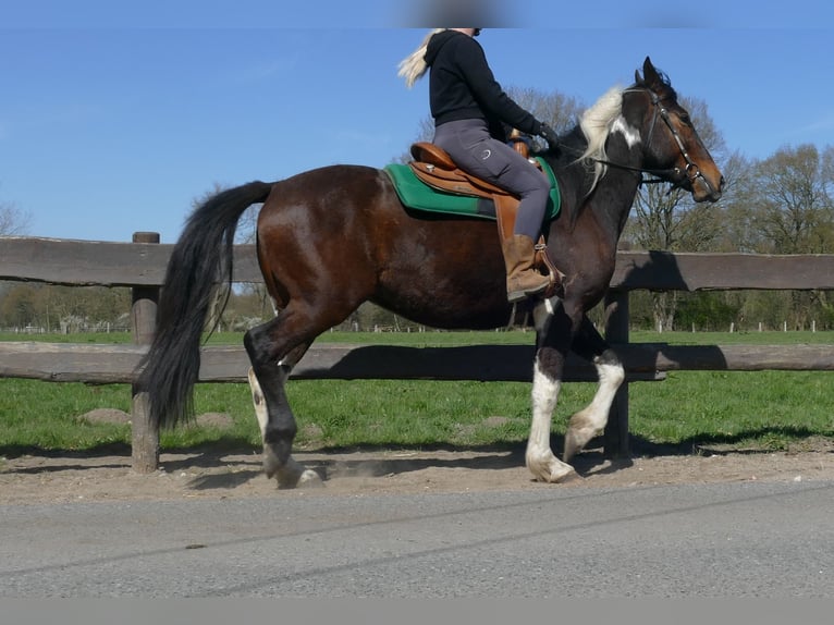 Sonstige Rassen Wallach 5 Jahre 158 cm Schecke in Lathen