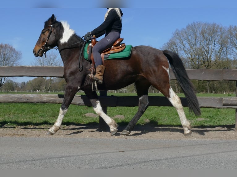 Sonstige Rassen Wallach 5 Jahre 158 cm Schecke in Lathen