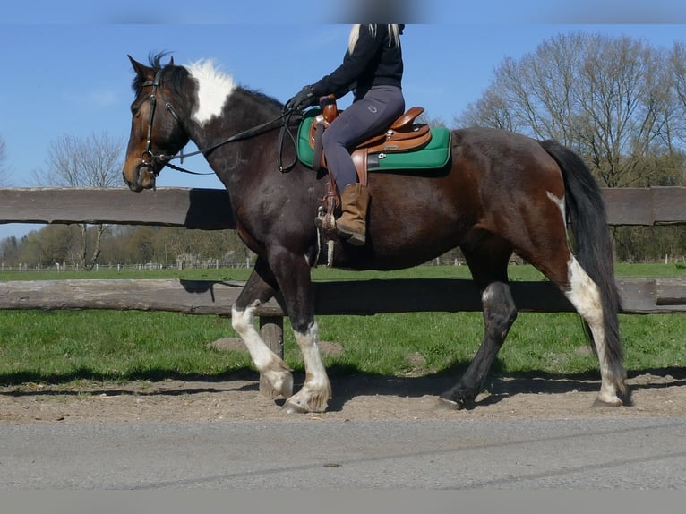 Sonstige Rassen Wallach 5 Jahre 158 cm Schecke in Lathen