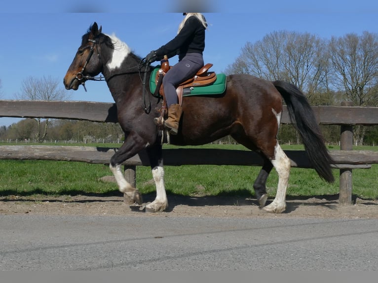 Sonstige Rassen Wallach 5 Jahre 158 cm Schecke in Lathen
