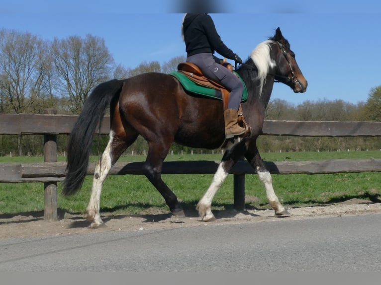 Sonstige Rassen Wallach 5 Jahre 158 cm Schecke in Lathen