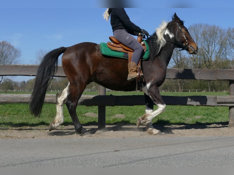 Sonstige Rassen Wallach 5 Jahre 158 cm Schecke in Lathen
