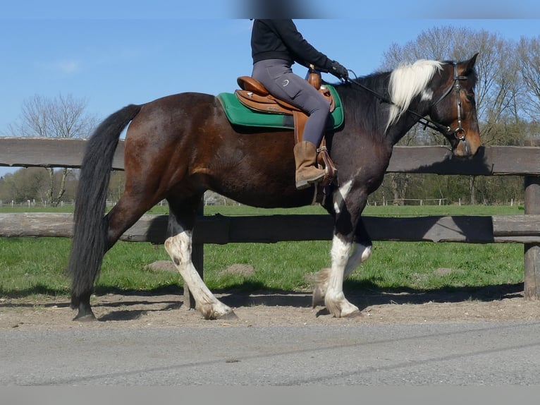 Sonstige Rassen Wallach 5 Jahre 158 cm Schecke in Lathen