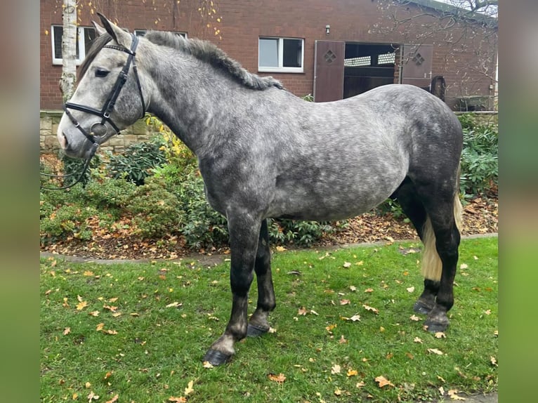 Sonstige Rassen Wallach 5 Jahre 160 cm Schimmel in Hopsten