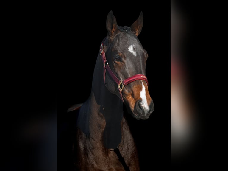 Sonstige Rassen Wallach 5 Jahre 164 cm Brauner in Nettersheim