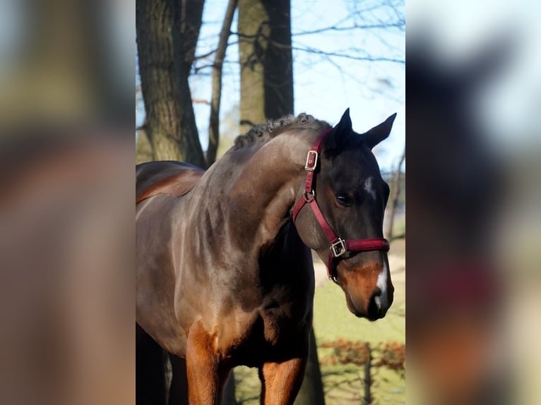 Sonstige Rassen Wallach 5 Jahre 164 cm Brauner in Nettersheim